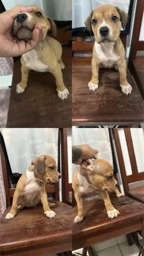 Mistura de pitmonster com américan bully, fêmea!