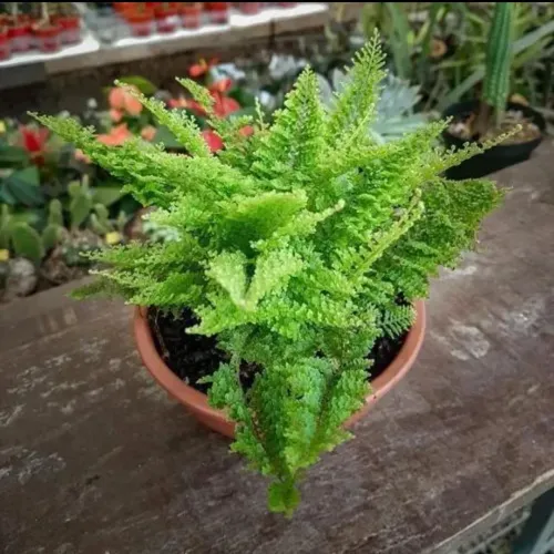 Samambaia 