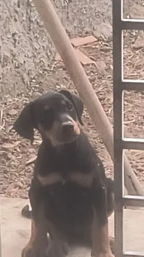 Filhotes puros de Doberman