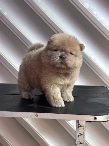 Chow chow americano