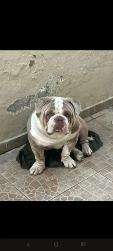 American Bully disponível para cobertura 