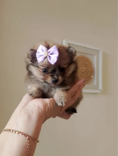 Lulu Fêmea filhote