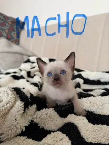 Gato para adocao responsável