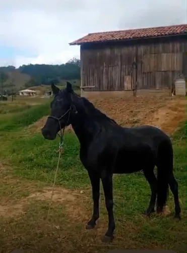 Cavalo mangalarga marcha picada preto
