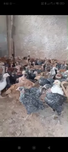 Pintinho poedeira,caipira, pesadão