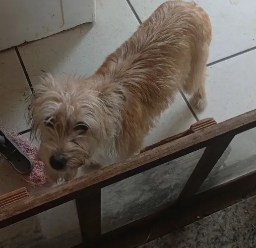 quero doar minha cadelinha paçoca