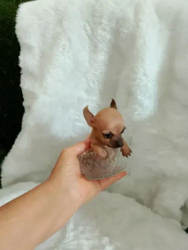 Pinscher miniatura 00,00