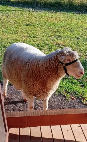 Ovelhas Carneiro