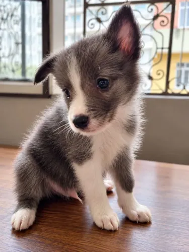 Filhote de Border Collie - Lindo, olhos azuis e Super Fofo