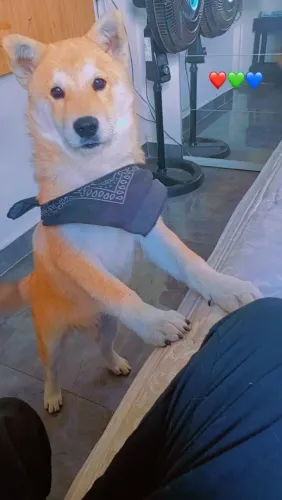 Doa se Akita 