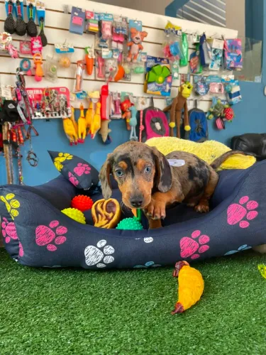 Teckel machinho disponível arlequim 