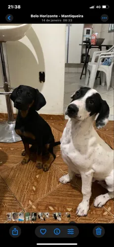 Doa-se dois machos vacinados