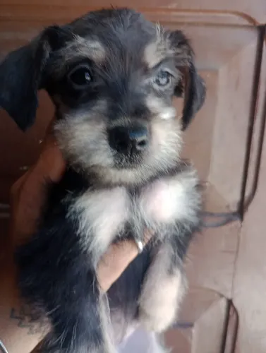 Schnauzer Miniatura fêmea 