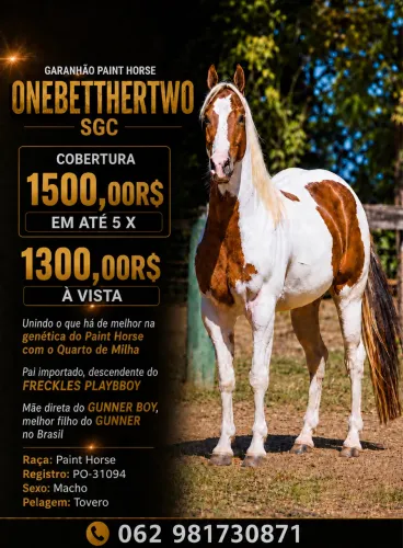  cobertura garanhão Paint horse
