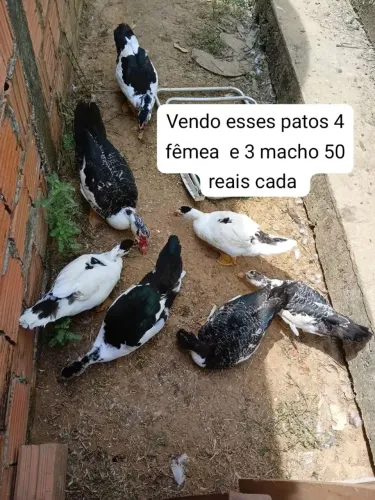 Estou vendendo patos 7