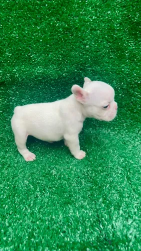 Filhote de Bulldog Francês exótico