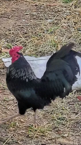 Vendo galo ornamental Chabo Nagasaki