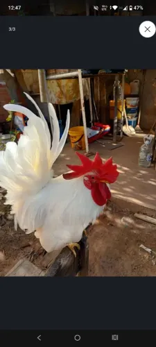 Vendo minha criação de nagazakis 20 cabeças