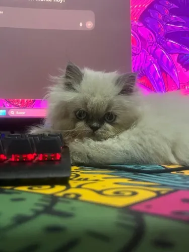 Vendo gato persa (fêmea)