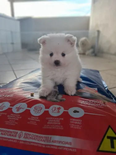 Spitz alemão