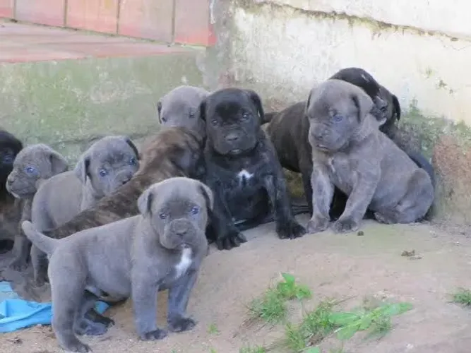 Fila Brasileiro com opção de pedigree, cor cinza