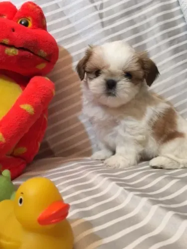 Shih Tzu Um novo amor de quatro patas pode ser seu