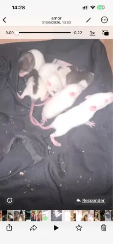 Ratos twister 