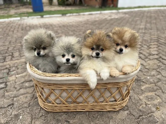 Spitz alemão 
