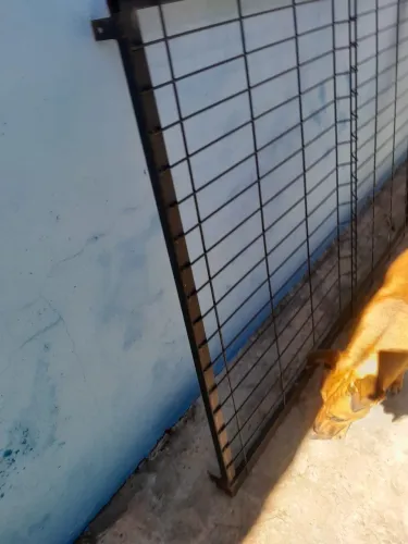Portão com cerca para cachorro