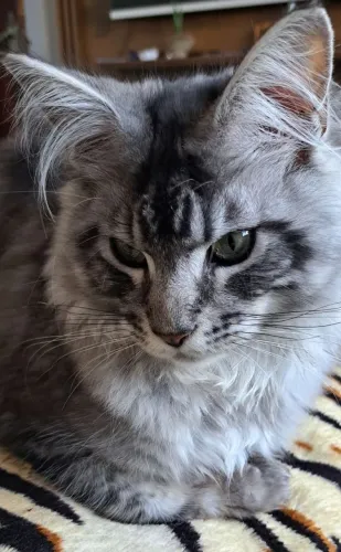 MAINE COON
