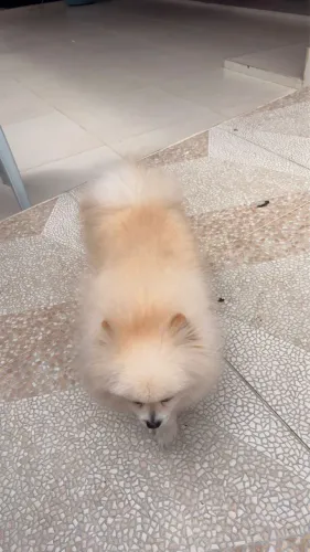 Spitz Alemão