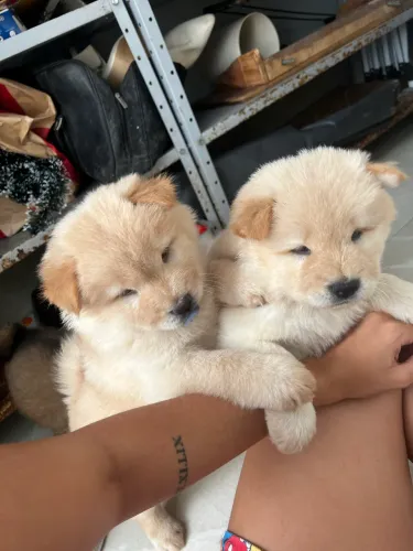 Chow Chow macho 