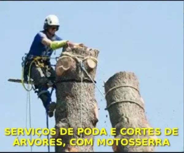 Cortes de árvore com motosserra 