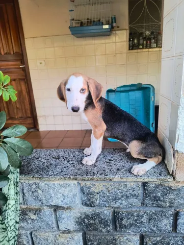 Filhotes Fox Hound americano