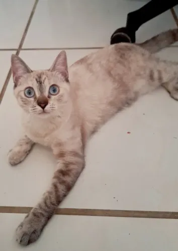 Linda Gatinha, já castrada, para adoção. 