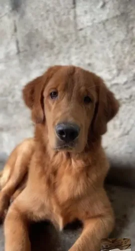 Golden 