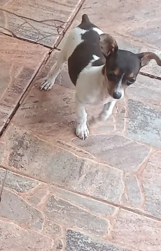 Raça pinscher 