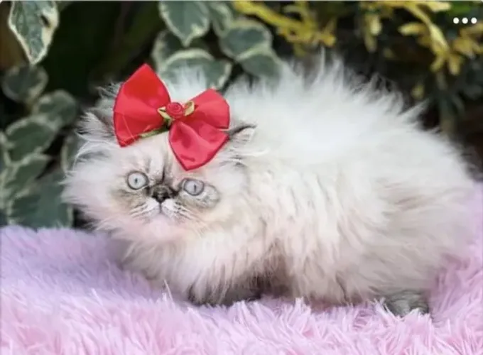 Gato Persa lindos filhotinhos com padrão valorizado