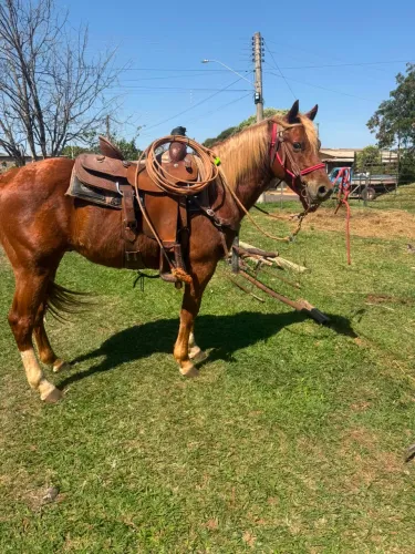 Horse