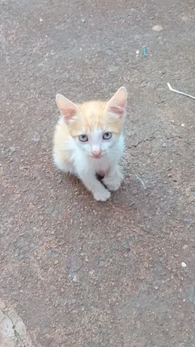 Doação responsável de gatinhos