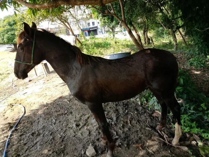 potro quarto de milha pra vender ou trocar em gado 