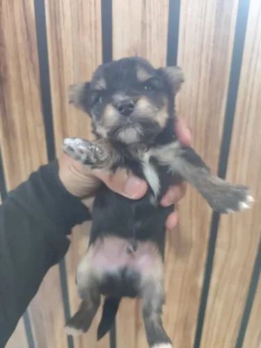 Yorkshire mini