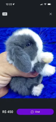 Minis coelhos e coelhos anões