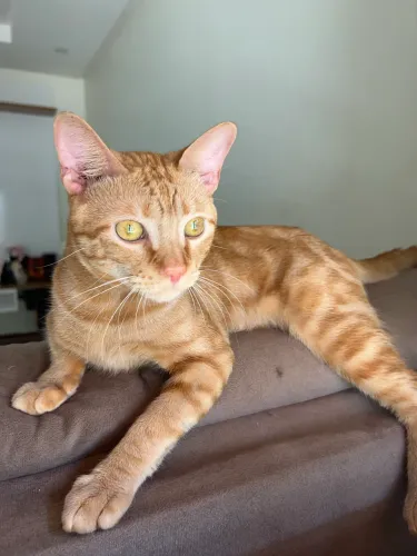 GATO AMARELO