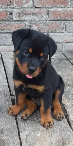 Rottweiler Macho e Fêmea 
