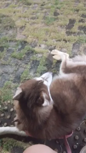 com muita alegria que anuncio que a nossa primeira ninhada de Husky Siberiano legítimos