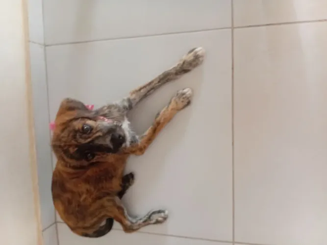 Cachorrinha para doação 