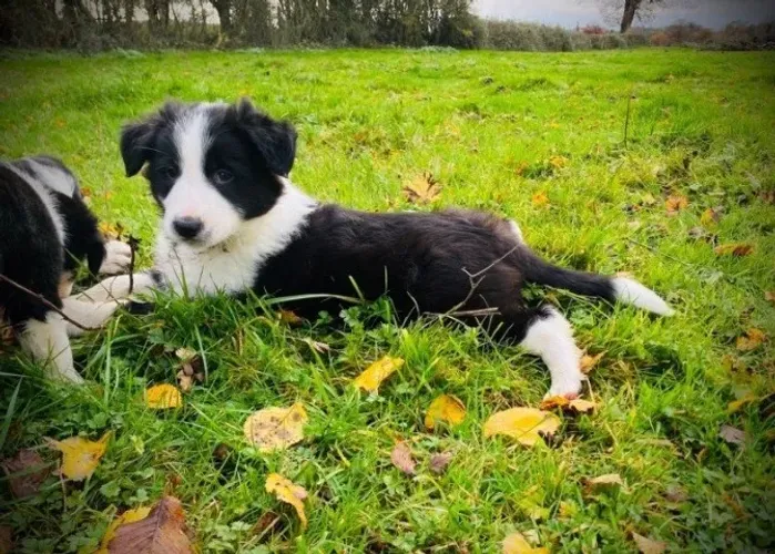 Filhote de cachorro Border Collie vacinado e vermifugado com contrato