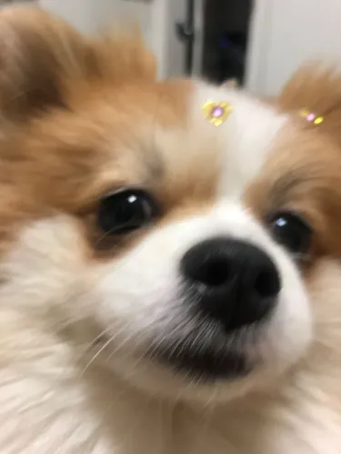 Lulu da pomerânia