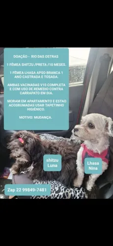 Fêmeas shitzu  e lhasa apso